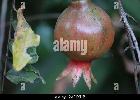 Big and beautiful pomegranate fruits on trees.Ripe pomegranate fruit on tree branch . Stock Photo