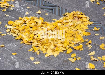 Heart shape made of yellow gingko leaves in the street in autumn in Chengdu, Sichuan province, China Stock Photo