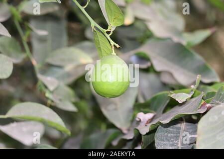 Lemon. Ripe Lemons hanging on tree. Growing Lemon.Green organic lime citrus fruit hanging on tree in nature background. Stock Photo