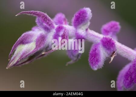 Purple tall curved arched flower mexican sage bush Stock Photo