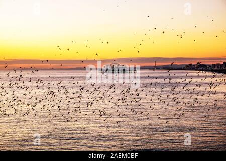 hundreds of starlings are flying in beautiful murmuration over the sea at sunset, behind is West Pier Brighton the sky is golden yellow, Brighton seaf Stock Photo