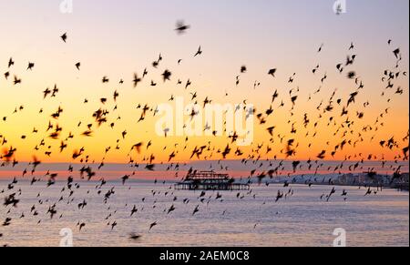 hundreds of starlings are flying in beautiful murmuration over the sea at sunset, their wings are blurred in motion, behind is West Pier Brighton the Stock Photo