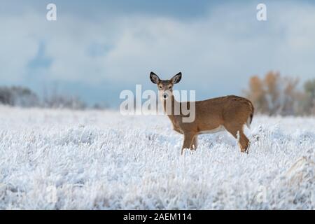 White-tailed Deer in a Snowy Meadow Stock Photo