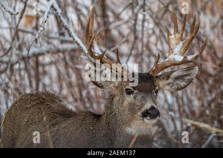 A Large Mule Deer Buck Collecting Snow on Antlers Stock Photo