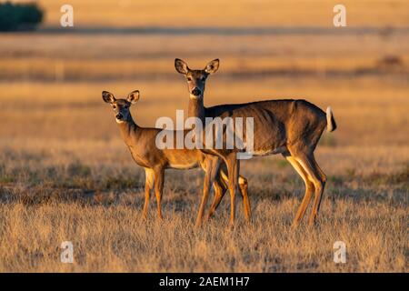 A Beautiful White-tailed deer doe and Fawn