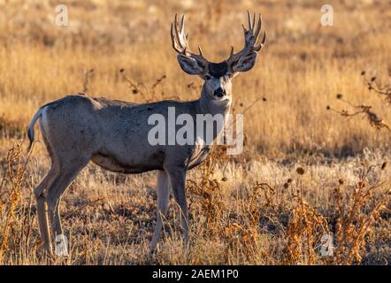 A Beautiful Mule Deer Buck with Palmated Antlers Stock Photo - Alamy
