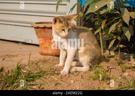 a gray stray cat is watching the street under the sunlight. abandoned homeless cat. pet on the street Stock Photo