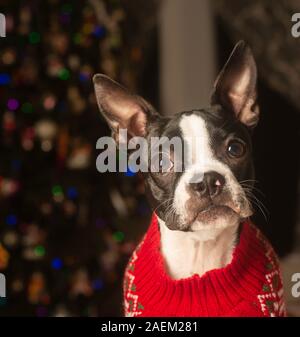 Boston Terrier Puppy Ready for First Christmas. Stock Photo