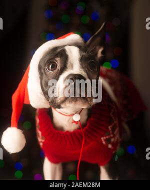 Boston Terrier Puppy Ready for First Christmas. Stock Photo