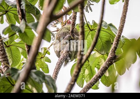 sloth three toe juvenile playful in tree manuel antonio national park costa rica, central america in tropical jungle. Stock Photo