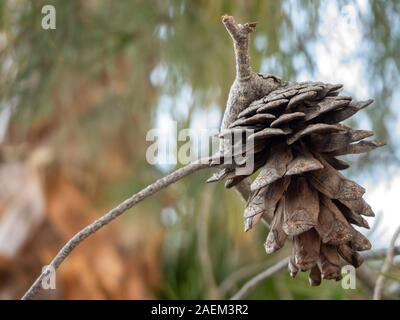 Pine cone hanging from a branch Stock Photo