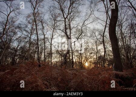 Sun setting through a forest in Winter Stock Photo