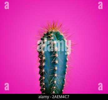 Trendy neon cactus closeup over bright pink pastel background. Colorful summer trendy creative concept. Minimal contemporary pop art. Funky succulent Stock Photo