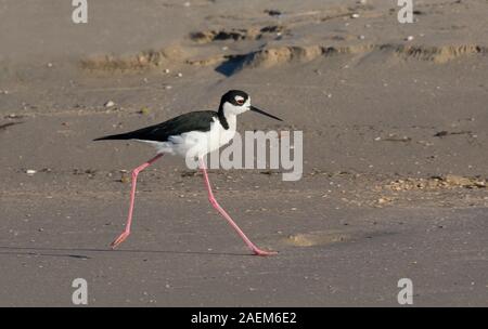 Black-necked stilt (Himantopus mexicanus) walking through the East End Beach of Galveston Island Stock Photo