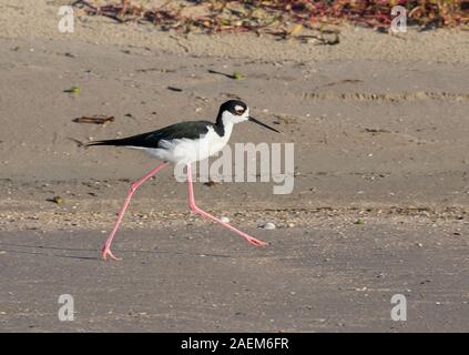 Black-necked stilt (Himantopus mexicanus) walking through the East End Beach of Galveston Island Stock Photo