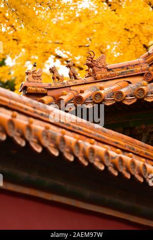 An autumn view of historic buildings in the Forbidden city appearing among colorful leaves in Beijing, China, 3 November 2019. *** Local Caption *** f Stock Photo