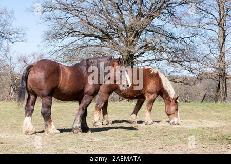 Two Belgian draft horses with trimmed manes for harnesses eating hay in a winter paddock in sunshine Stock Photo