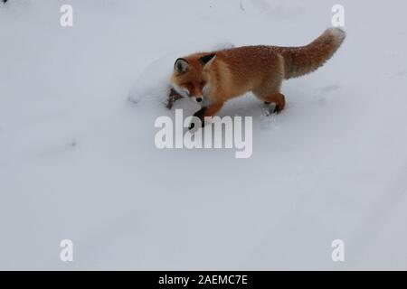 A fox walks in the snow in Altay Prefecture in north-west China's Xinjiang Uyghur Autonomous Region, 7 November 2019. Stock Photo