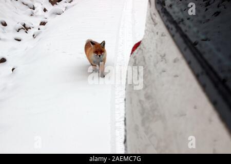 A fox walks in the snow in Altay Prefecture in north-west China's Xinjiang Uyghur Autonomous Region, 7 November 2019. Stock Photo