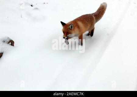 A fox walks in the snow in Altay Prefecture in north-west China's Xinjiang Uyghur Autonomous Region, 7 November 2019. Stock Photo