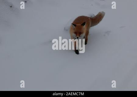 A fox walks in the snow in Altay Prefecture in north-west China's Xinjiang Uyghur Autonomous Region, 7 November 2019. Stock Photo