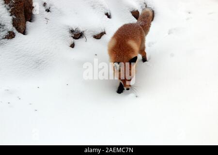 A fox walks in the snow in Altay Prefecture in north-west China's Xinjiang Uyghur Autonomous Region, 7 November 2019. Stock Photo