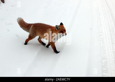 A fox walks in the snow in Altay Prefecture in north-west China's Xinjiang Uyghur Autonomous Region, 7 November 2019. Stock Photo