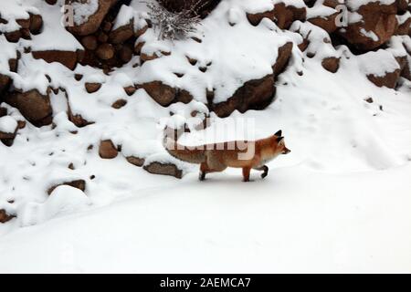 A fox walks in the snow in Altay Prefecture in north-west China's Xinjiang Uyghur Autonomous Region, 7 November 2019. Stock Photo