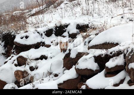 A fox walks in the snow in Altay Prefecture in north-west China's Xinjiang Uyghur Autonomous Region, 7 November 2019. Stock Photo