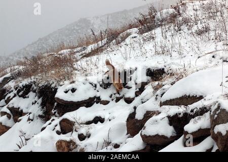 A fox walks in the snow in Altay Prefecture in north-west China's Xinjiang Uyghur Autonomous Region, 7 November 2019. Stock Photo