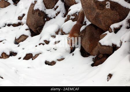 A fox walks in the snow in Altay Prefecture in north-west China's Xinjiang Uyghur Autonomous Region, 7 November 2019. Stock Photo