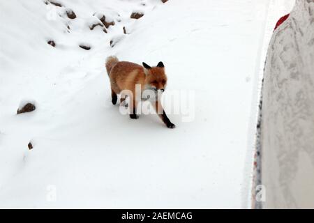 A fox walks in the snow in Altay Prefecture in north-west China's Xinjiang Uyghur Autonomous Region, 7 November 2019. Stock Photo