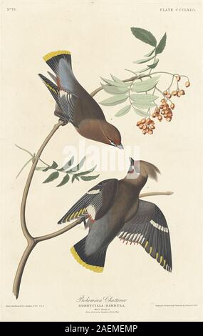 Robert Havell after John James Audubon, Bohemian Chatterer, 1837, Bohemian Chatterer; 1837 date Stock Photo