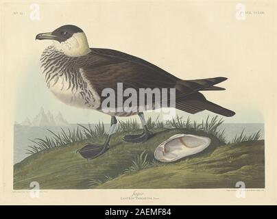 Robert Havell after John James Audubon, Jager, 1835, Jager; 1835 date Stock Photo