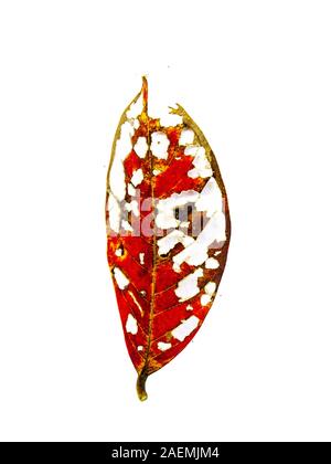 Red leaves that have holes from being eaten by worms on white background, Yellow leaf being eaten by a caterpillar Stock Photo