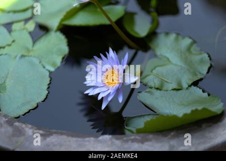 Water lily with blue petals and a yellow core on the water surface Stock Photo