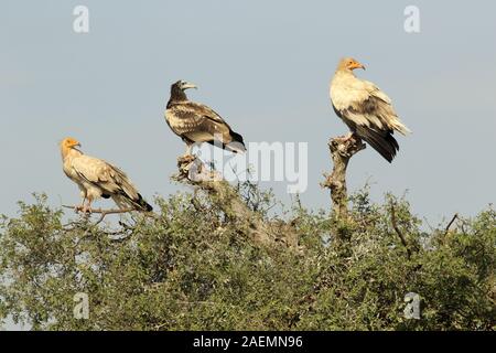 egyptian vultures on the branch Stock Photo