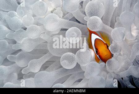 Redfin anemonefish, Bridled anemonefish (Amphiprion frenatus) lives in symbiose with Bubble-Anemone (Entacmaea quadricolor), Sabang Beach, Philippines Stock Photo