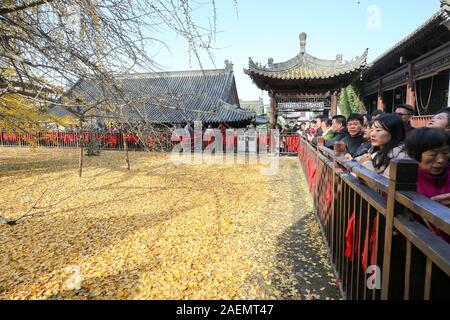 People watch the 1400-thousand-year-old ginkgo tree, planted by Emperor Taizong of Tang, or Li Shimin, the second emperor of the Tang dynasty of China Stock Photo