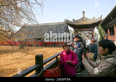 People watch the 1400-thousand-year-old ginkgo tree, planted by Emperor Taizong of Tang, or Li Shimin, the second emperor of the Tang dynasty of China Stock Photo