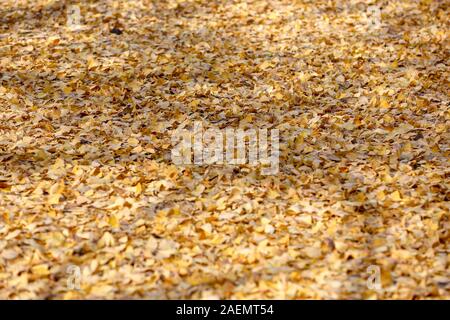 The 1400-thousand-year-old ginkgo tree, planted by Emperor Taizong of Tang, or Li Shimin, the second emperor of the Tang dynasty of China draws visito Stock Photo