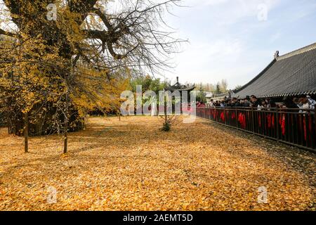 People watch the 1400-thousand-year-old ginkgo tree, planted by Emperor Taizong of Tang, or Li Shimin, the second emperor of the Tang dynasty of China Stock Photo