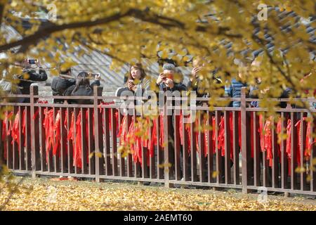 People watch the 1400-thousand-year-old ginkgo tree, planted by Emperor Taizong of Tang, or Li Shimin, the second emperor of the Tang dynasty of China Stock Photo