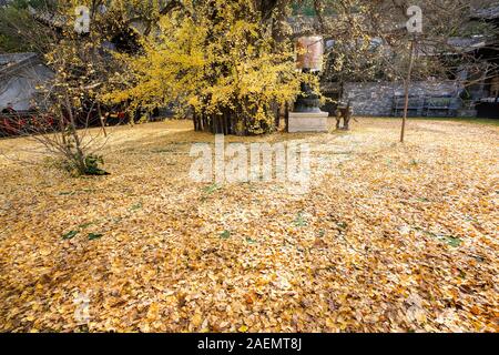 The 1400-thousand-year-old ginkgo tree, planted by Emperor Taizong of Tang, or Li Shimin, the second emperor of the Tang dynasty of China draws visito Stock Photo