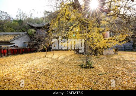 The 1400-thousand-year-old ginkgo tree, planted by Emperor Taizong of Tang, or Li Shimin, the second emperor of the Tang dynasty of China draws visito Stock Photo