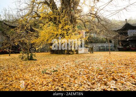 The 1400-thousand-year-old ginkgo tree, planted by Emperor Taizong of Tang, or Li Shimin, the second emperor of the Tang dynasty of China draws visito Stock Photo