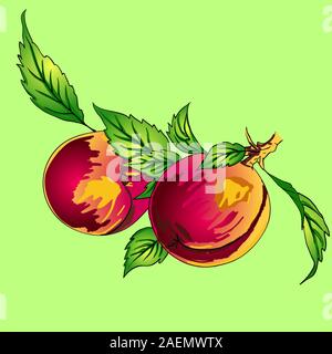 Two peaches with leaves on a branch on a light background Stock Vector