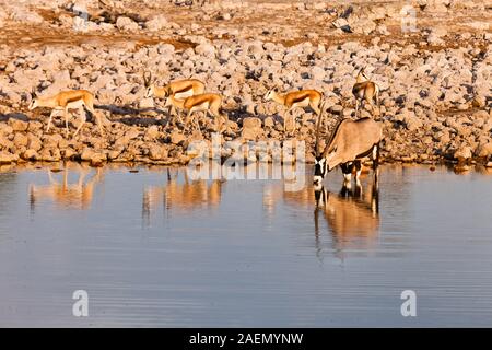 Gemsbok drinking water, at waterhole, Etosha National Park, salt pan, Namibia, Africa Stock Photo