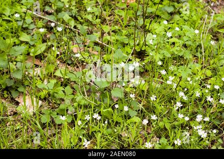 Undergrowth in the spring forest Stock Photo