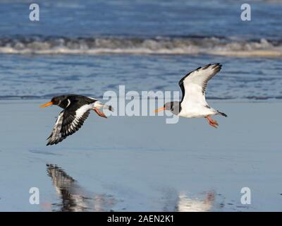 Oystercatchers Haematopus ostralegus in flight over the shoreline Norfolk Winter Stock Photo